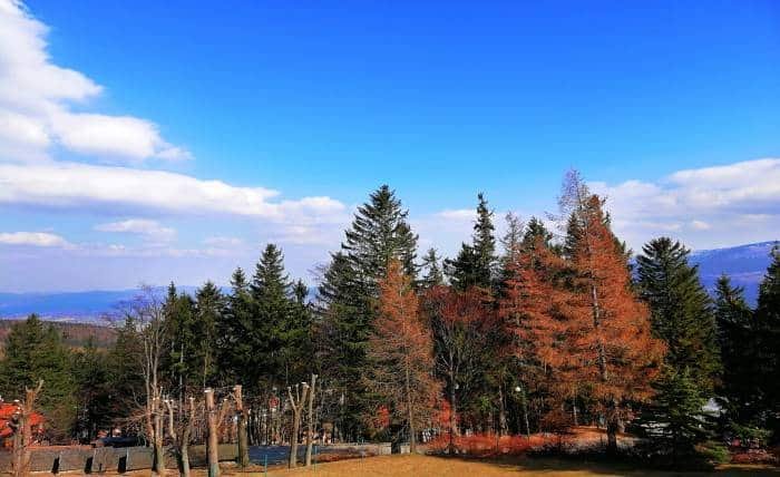 Pines Pic Gallery: Serene Landscapes to Refresh Your Feed